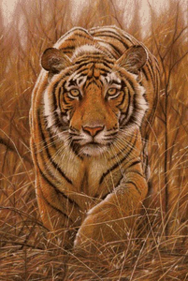 тигр - хищник, природа, взгляд, живопись - предпросмотр