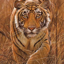 Схема вышивки «тигр»