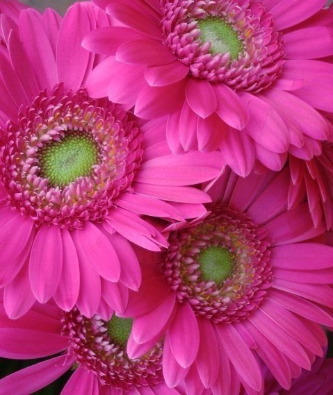 Цветы - цветы - оригинал