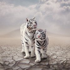 Оригинал схемы вышивки «белые тигры» (№473100)