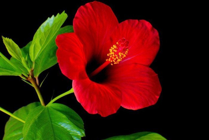 цветок - оригинал