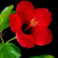 Схема вышивки «цветок»