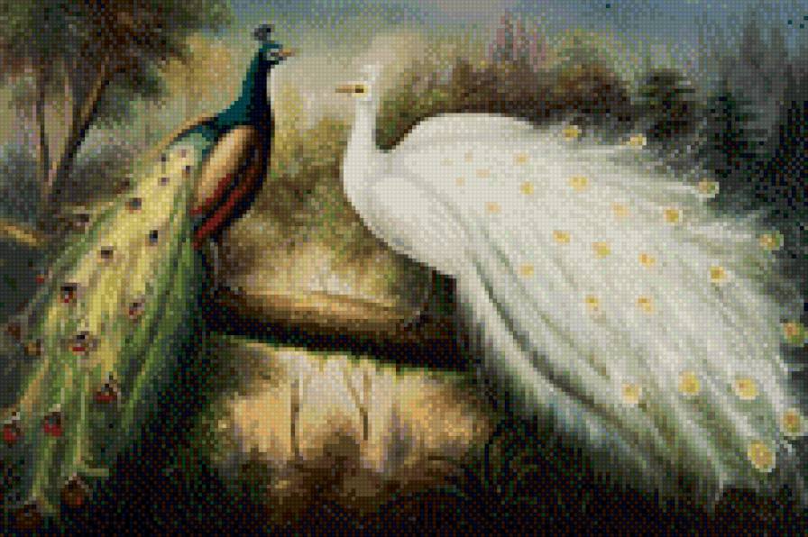 0158 - лето, природа, красота, картина, птицы, павлин - предпросмотр