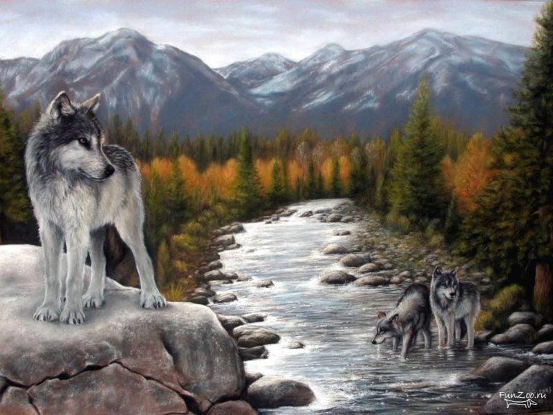 0160 - волки, красота, картина, животные, река, волк, природа, горы - оригинал