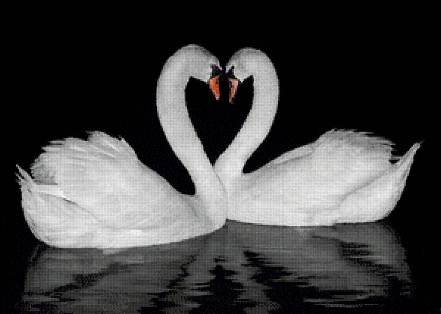 Пара лебедей.2 - птицы, пара, лебеди - предпросмотр