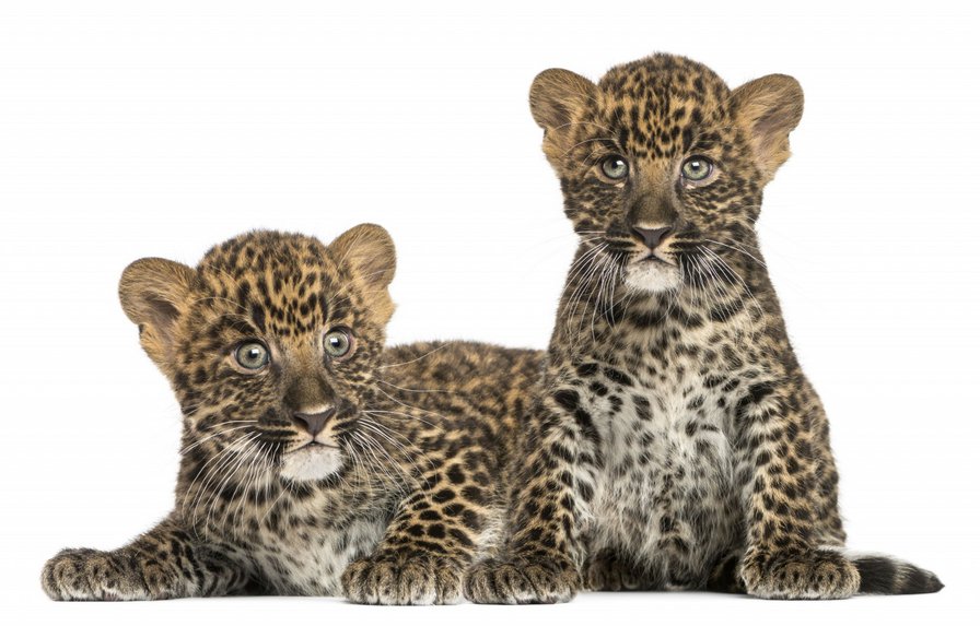 малыши - котята, малыши, двое, леопарды - оригинал