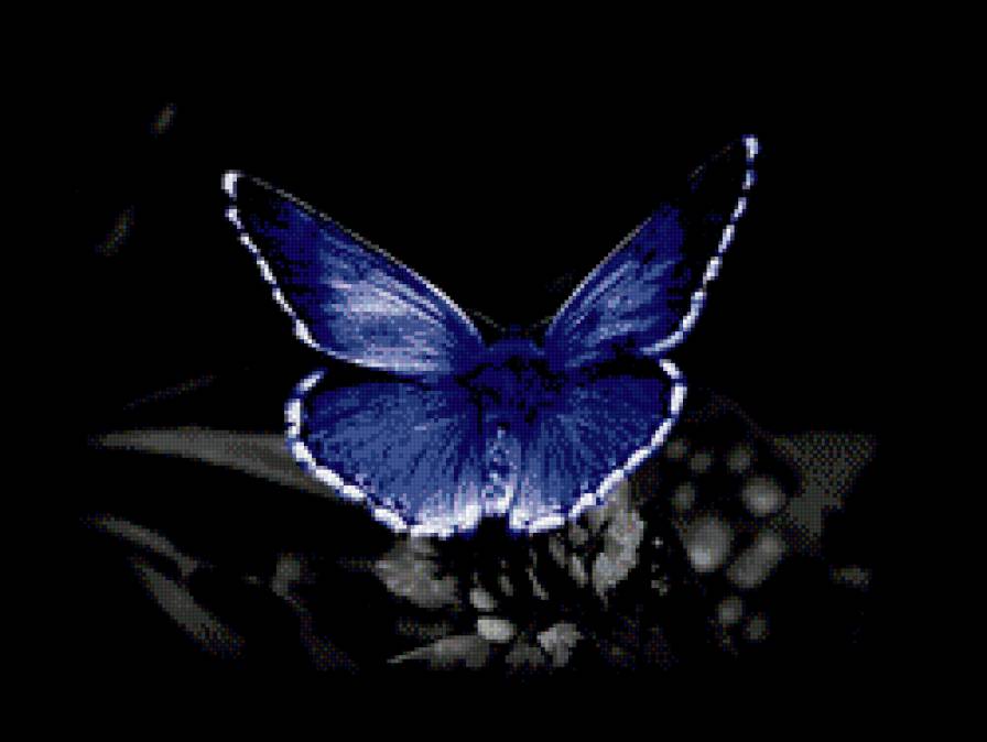 Бабочки - бабочки, на черном, насекомые - предпросмотр