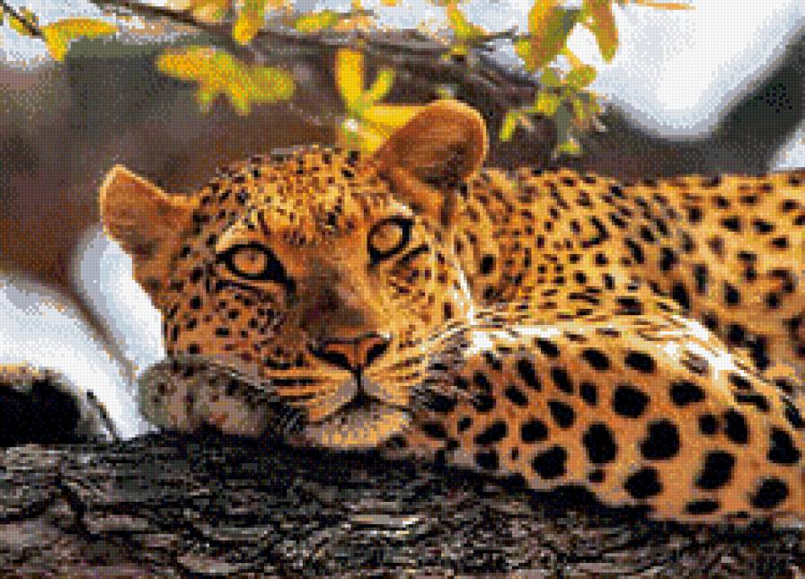 Леопард - животные, дикие кошки - предпросмотр