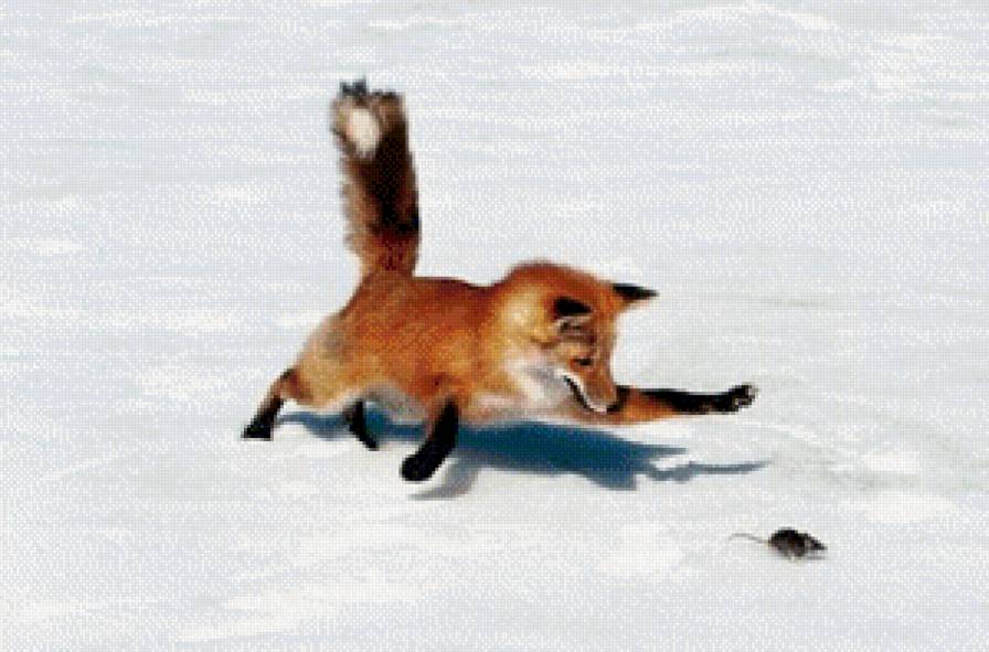 Лис мышкует. - животные, охота, мыши, лисы - предпросмотр