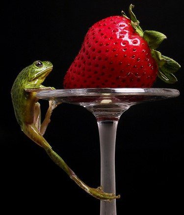 Лягушка - на черном - оригинал