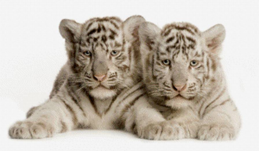 Тигрята. - животные, котята, дикие кошки, малыши - предпросмотр