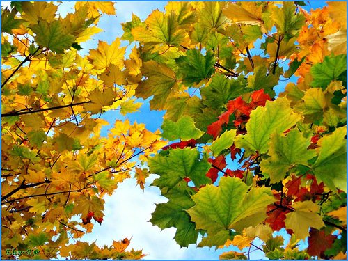 осень - листья, осень - оригинал