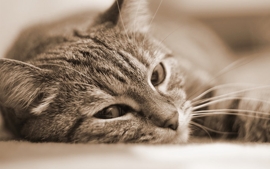 Котик - котик - оригинал