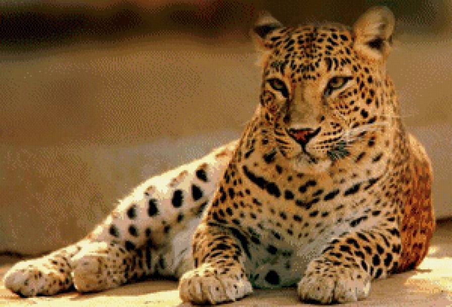 леопард - хищник, леопард, кошка - предпросмотр