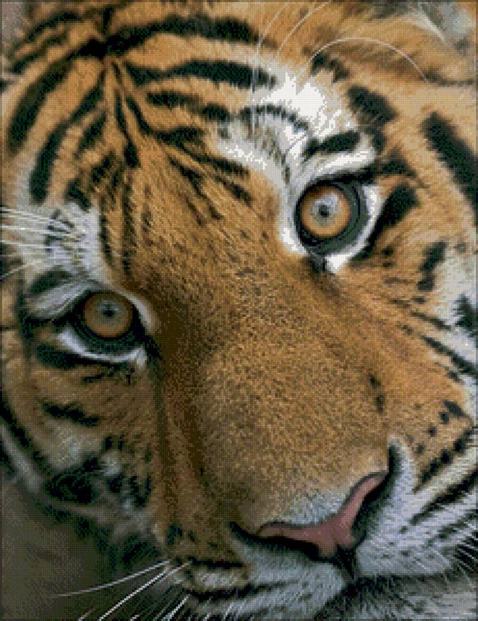 Тигруля - глаза, тигр - предпросмотр