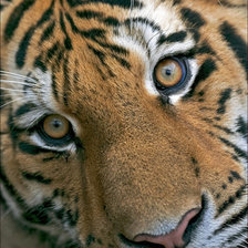 Схема вышивки «Тигруля»