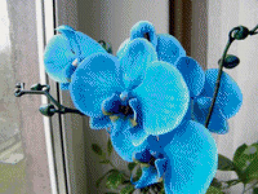 орхидея - цветы, орхидеи - предпросмотр