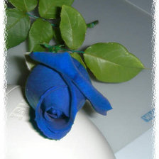Схема вышивки «роза синяя»