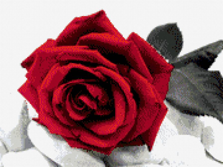 роза - предпросмотр