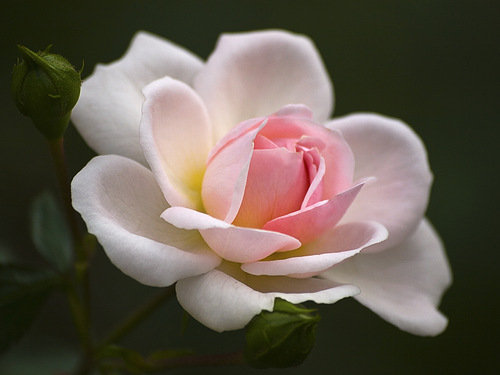 роза - оригинал