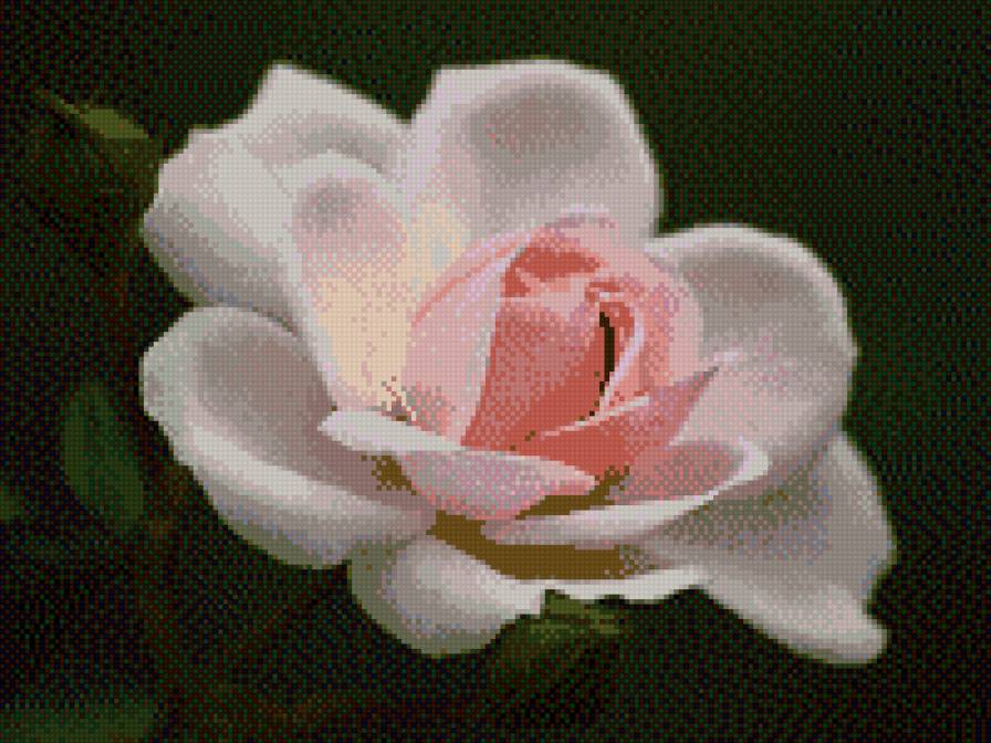 роза - предпросмотр