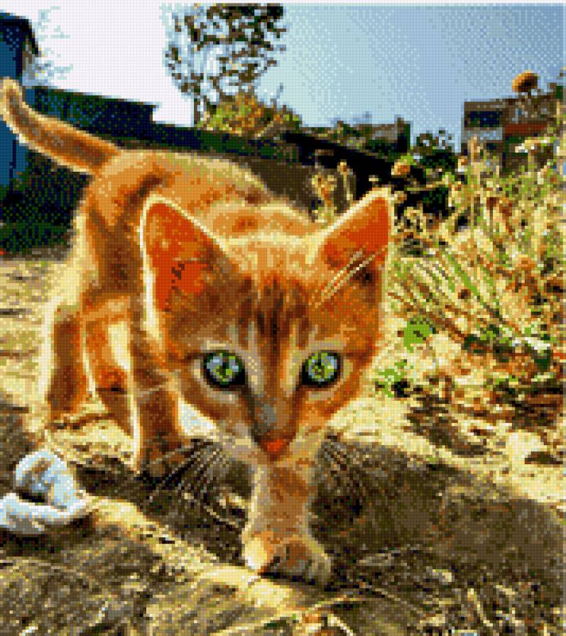 котенок - предпросмотр