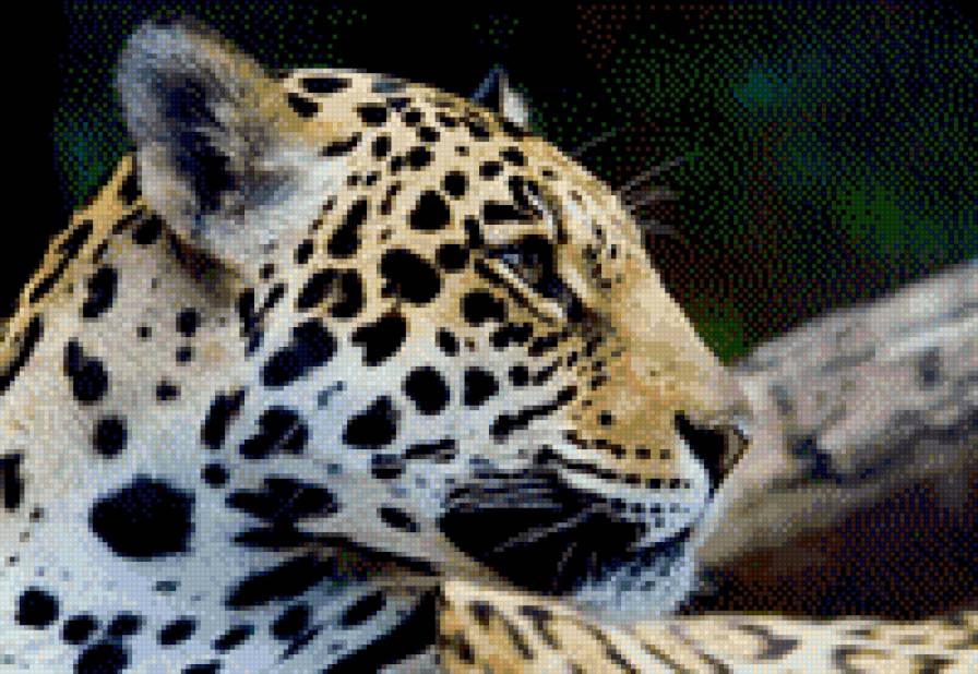 гепард - животные - предпросмотр