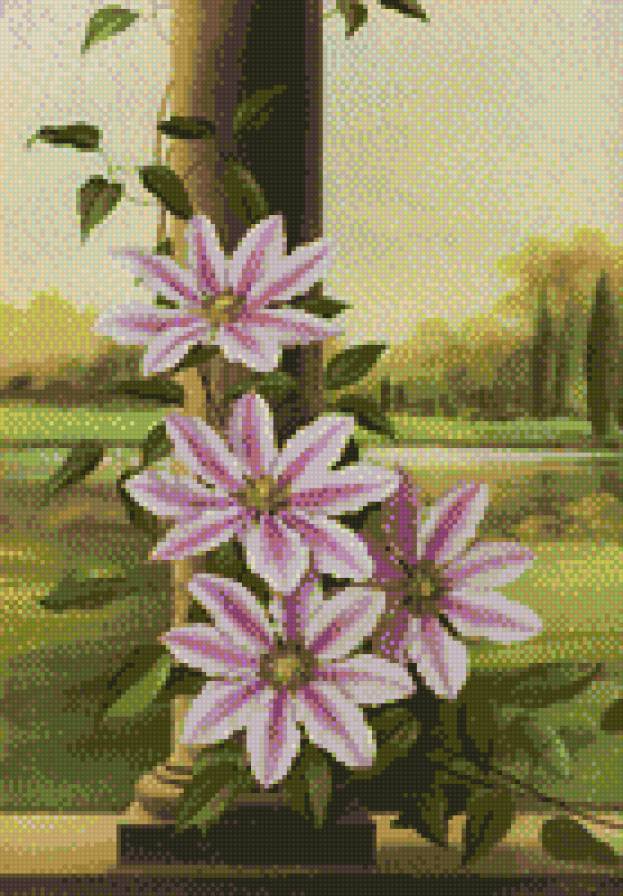 клематис - цветы - предпросмотр