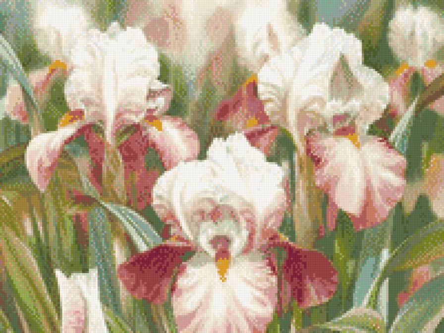 ирисы - предпросмотр