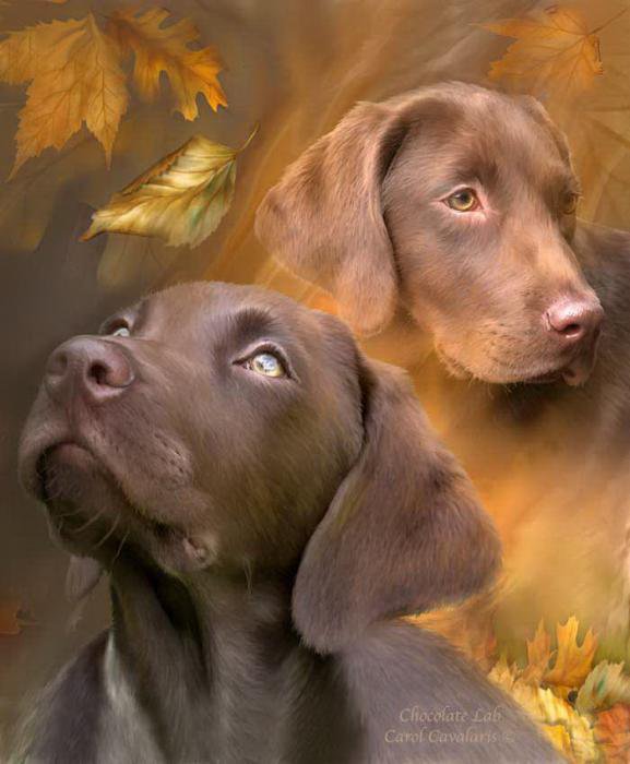 Милашки - собаки, животные, осень - оригинал