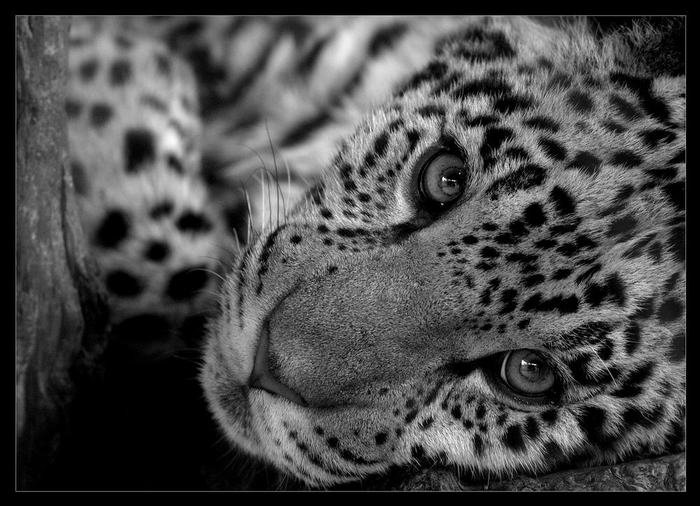 №474866 - оригинал