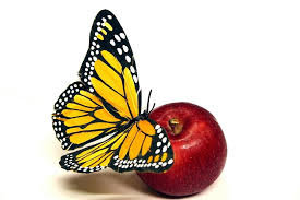 бабочка на яблоке - насекомые, бабочка, яблоко - оригинал