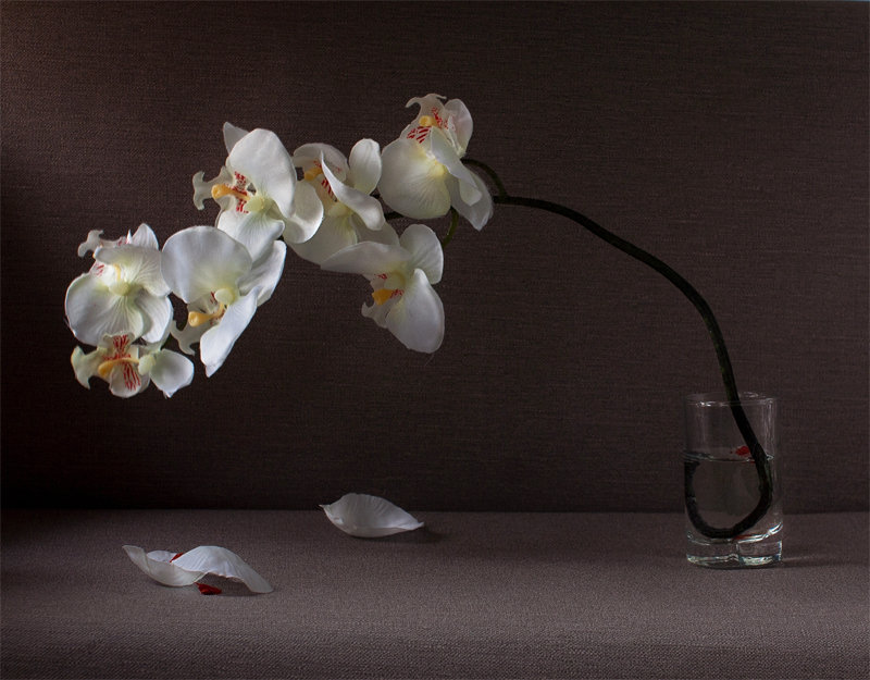 орхидея - цветы - оригинал