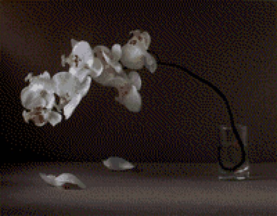 орхидея - цветы - предпросмотр