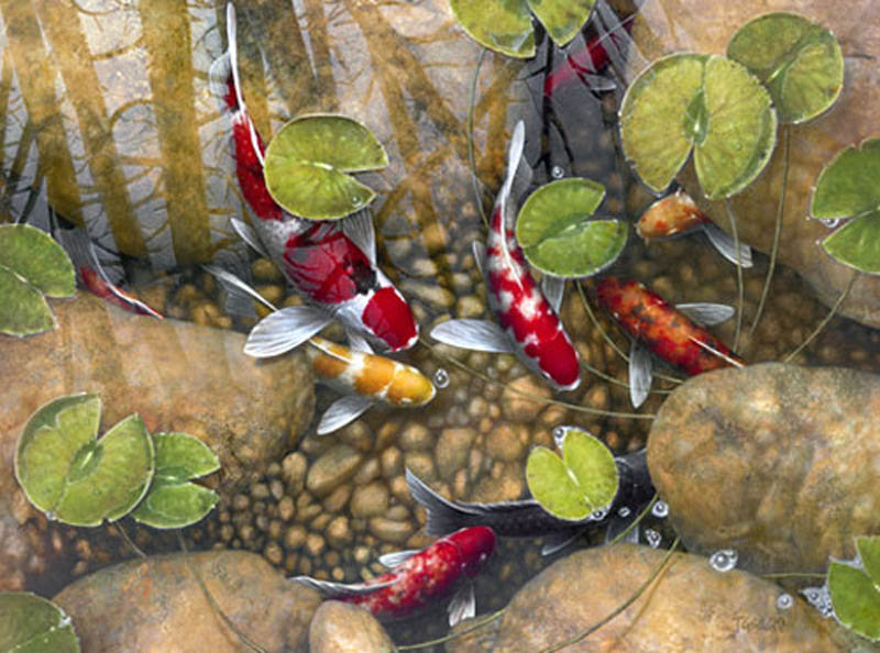 кои - рыбки - оригинал