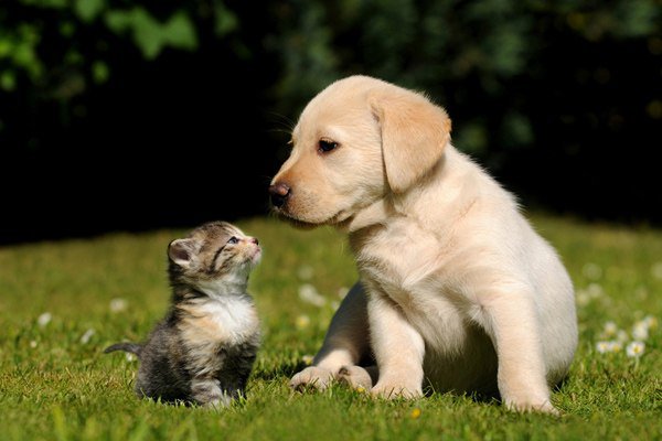 Друзья - щенок, животные, котенок, домашние животные, друзья - оригинал