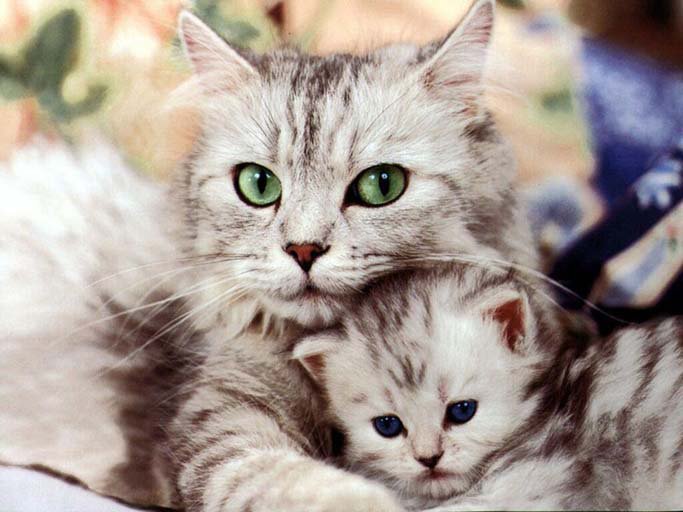 Мама кошка - мама, котенок, домашние животные, кошка - оригинал