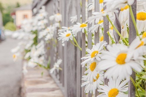 ромашки - цветы, ромашки - оригинал