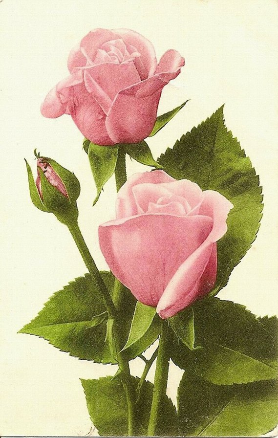 розовые розы - букет, розы, цветы, красиво - оригинал