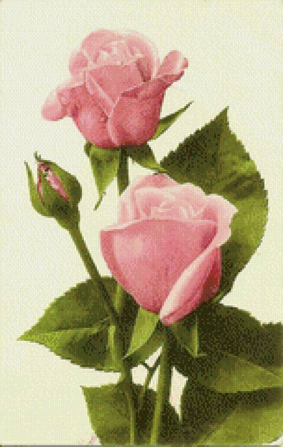 розовые розы - цветы, розы, букет, красиво - предпросмотр