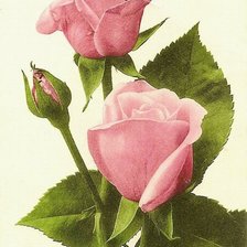 Оригинал схемы вышивки «розовые розы» (№475275)