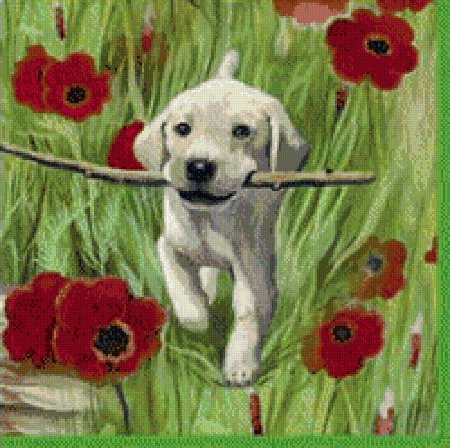 собачка - собаки, цветы, животные, милое - предпросмотр