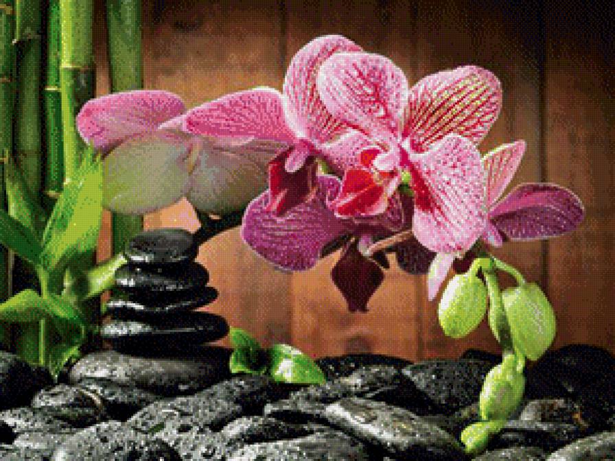 орхидея - предпросмотр