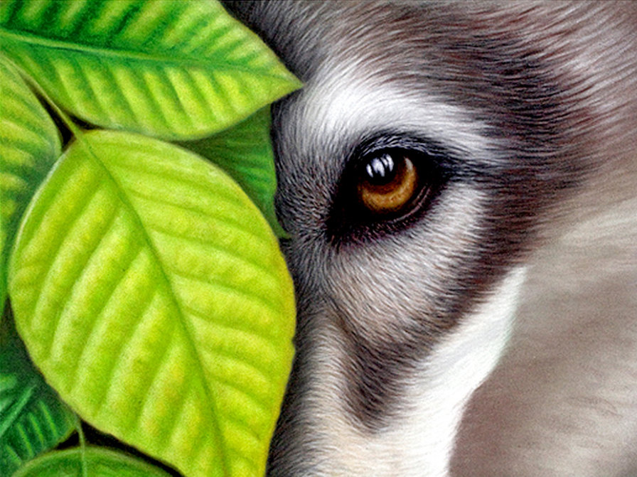 взгляд хищника - живопись, листья, волк - оригинал