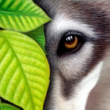 Схема вышивки «взгляд хищника»