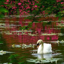 Схема вышивки «Лебедь»