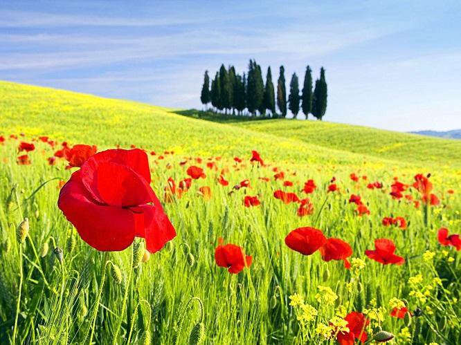 Маки - оригинал