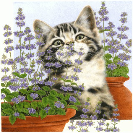 Серия "Кошки" - животные, кошки, цветы - оригинал