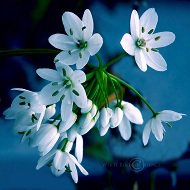 Земные звезды - цветы - оригинал