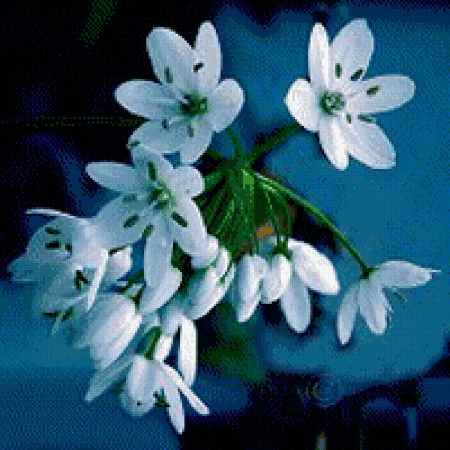 Земные звезды - цветы - предпросмотр